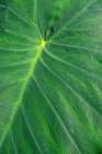 Detail of large tropical leaf Art Print